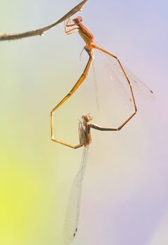 Protoneura cara 18648935 by Laura Gaudette. Used under a CC BY 4.0 license.