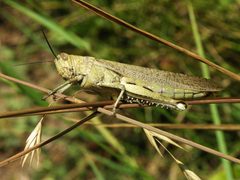 Acrididae grasshopper-2 by Alvesgaspar. Used under a CC BY 2.5 license.