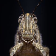Anacridium aegyptium - 01 by Carlos Delgado. Used under a CC BY-SA 3.0 license.