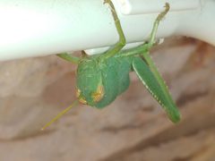 Anacridium aegyptium Greece by JackMonik. Used under a CC BY-SA 4.0 license.