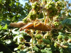Anacridium aegyptium Poreta by Syrio. Used under a CC BY-SA 4.0 license.