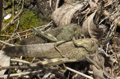 Anacridium aegyptium RF by Robert Flogaus-Faust. Used under a CC BY 4.0 license.