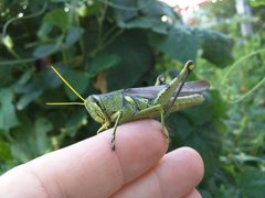 Schistocerca alutacea by Jarrodp3. Used under a CC BY-SA 4.0 license.