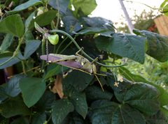 Schistocerca alutacea 01 by Jarrodp3. Used under a CC BY-SA 4.0 license.