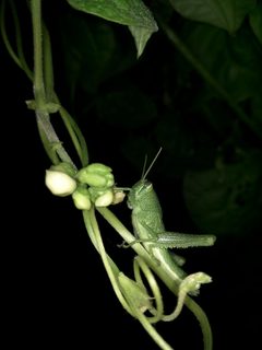 Schistocerca alutacea juvenile by Jarrodp3. Used under a CC BY-SA 4.0 license.