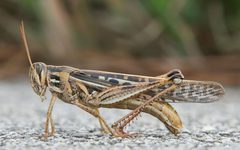 American Bird Grasshopper by
http://www.birdphotos.com. Used under a CC BY 3.0 license.