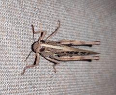 Schistocerca serialis 247872431 by Brian Oakes Haiti Hunter. Used under a CC BY 4.0 license.