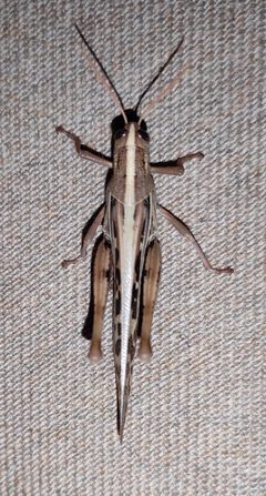 Schistocerca serialis 247872564 by Brian Oakes Haiti Hunter. Used under a CC BY 4.0 license.