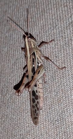 Schistocerca serialis 247876484 by Brian Oakes Haiti Hunter. Used under a CC BY 4.0 license.