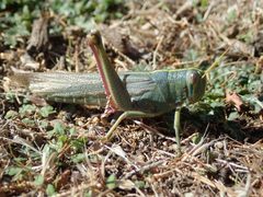 Schistocerca shoshone 336347952 by Cricket Raspet. Used under a CC BY 4.0 license.