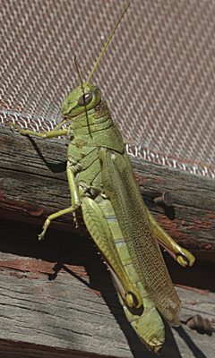Schistocerca shoshone female by JerryFriedman. Used under a CC BY-SA 3.0 license.