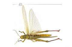 Schistocerca shoshone with scale by Lake Mead NRA Public Affairs. Used under a Public domain license.