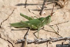 Acrolophitus hirtipes by Whitney Cranshaw, Colorado State University, Bugwood.org. Used under a CC BY 3.0 license.