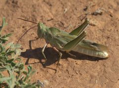 Acrolophitus hirtipes P1500512a by
xpda. Used under a CC BY-SA 4.0 license.