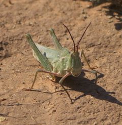 Acrolophitus hirtipes P1500515a by
xpda. Used under a CC BY-SA 4.0 license.