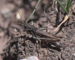 Aeropedellus clavatus P1290526c by 
xpda. Used under a CC BY-SA 4.0 license.