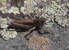 Aeropedellus clavatus P1290742a by 
xpda. Used under a CC BY-SA 4.0 license.
