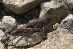 Aeropedellus clavatus P1310818a by 
xpda. Used under a CC BY-SA 4.0 license.