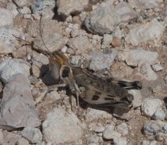 Aulocara femoratum - inat 90883891 by {{{name}}}. Used under a CC BY-SA 4.0 license.