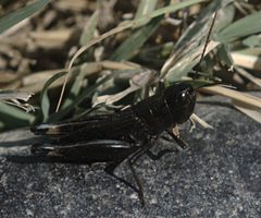 Boopedon nubilum male1 by JerryFriedman. Used under a CC BY-SA 3.0 license.