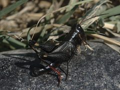 Boopedon nubilum male2 by JerryFriedman. Used under a CC BY-SA 3.0 license.