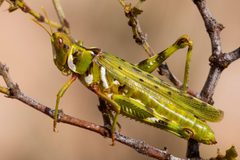 Bootettix argentatus - Flickr - aspidoscelis by Patrick Alexander from Las Cruces, NM. Used under a CC0 license.
