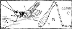 ITWAMOL - Fig 15 by Robert Evans Snodgrass. Used under a Public domain license.