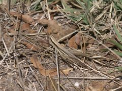 Mermiria bivittata P1320727a by
xpda. Used under a CC BY-SA 4.0 license.