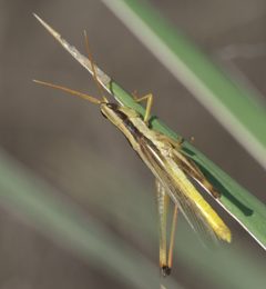 Mermiria bivittata P1500488a by 
xpda. Used under a CC BY-SA 4.0 license.