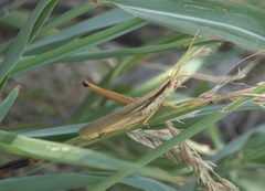 Mermiria bivittata maculipennis P1210580a by
xpda. Used under a CC BY-SA 4.0 license.