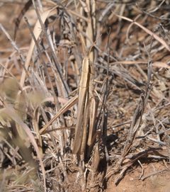 Mermiria bivittata maculipennis P1310052a by
xpda. Used under a CC BY-SA 4.0 license.