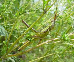 Mermiria intertexta by pondhawk. Used under a CC BY 2.0 license.