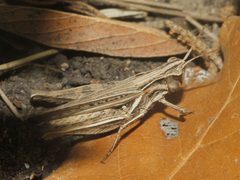 Orphulella punctata by Juan Cruzado Cortés. Used under a CC BY-SA 4.0 license.
