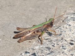 Orphulella speciosa by Rodolfo Salinas Villarreal. Used under a CC BY 4.0 license.