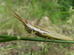 Pale Toothpick Grasshopper - Flickr - treegrow by Katja Schulz from Washington, D. C., USA. Used under a CC BY 2.0 license.