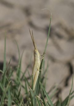 Paropomala wyomingensis P1470358a by
xpda. Used under a CC BY-SA 4.0 license.