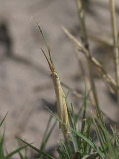 Paropomala wyomingensis P1470359a by
xpda. Used under a CC BY-SA 4.0 license.