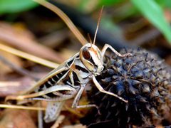 Rhammatocerus viatorius by Luis Correa. Used under a CC BY 4.0 license.