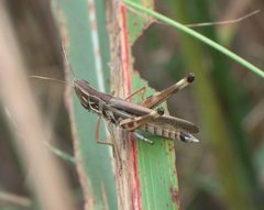 Syrbula admirabilis P1120235a by
xpda. Used under a CC BY-SA 4.0 license.