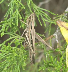 Syrbula admirabilis P1320190b by
xpda. Used under a CC BY-SA 4.0 license.
