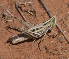 Syrbula admirabilis P1320787a by
xpda. Used under a CC BY-SA 4.0 license.