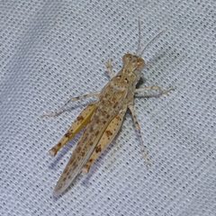 Xeracris snowi by Bob Miller. Used under a CC BY 4.0 license.