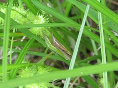 Leptysma marginicollis mating pair by AmaryllisGardener. Used under a CC BY-SA 4.0 license.