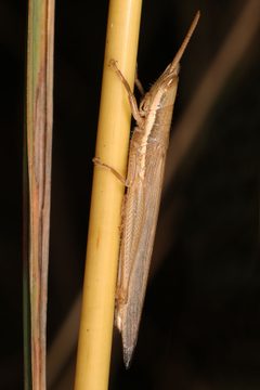 Leptysma marginicollis - inat 27183087 by {{{name}}}. Used under a CC BY 4.0 license.