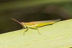 Stenacris vitreipennis by Richard Stovall. Used under a CC BY 4.0 license.