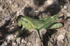 Campylacantha olivacea P1320700a by 
xpda. Used under a CC BY-SA 4.0 license.