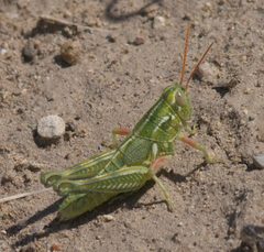 Campylacantha olivacea olivacea P1320262a by
xpda. Used under a CC BY-SA 4.0 license.