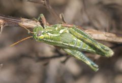 Campylacantha olivacea olivacea P1320310a by 
xpda. Used under a CC BY-SA 4.0 license.