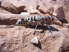 Dactylotum bicolor by Stellarkid. Used under a CC BY-SA 3.0 license.