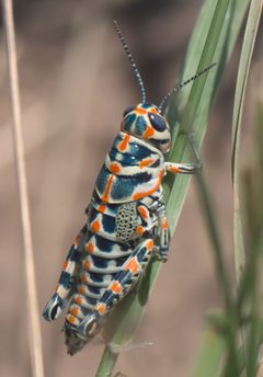 Dactylotum bicolor P1300023a by 
xpda. Used under a CC BY-SA 4.0 license.